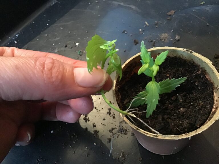 Easy propagation